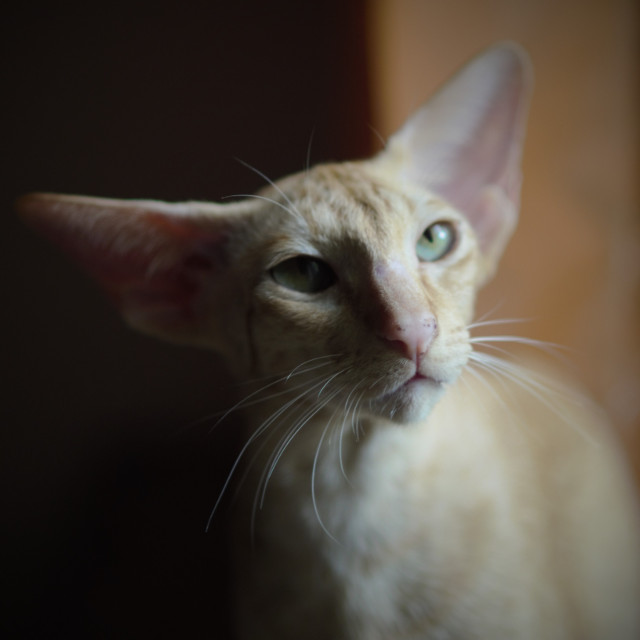 Tearose 1,5 y.o.