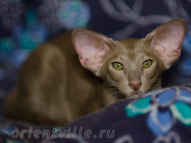 4 месяца